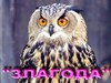Агентство «ЗЛАГОДА»