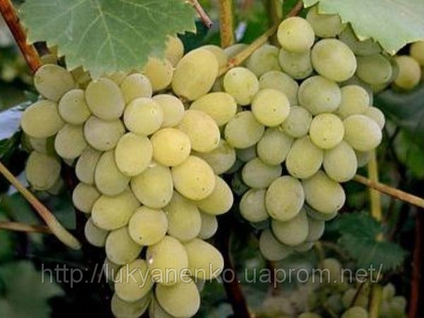 Красная вишня. Красная вишня.