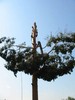Удаление деревьев, спилить дерево Киев233 03 70