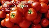 Продажа бизнеса. ООО  Консервный завод  Дар Бесарабии, Украина