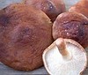 Шиитаке. интенсивный способ выращивания.