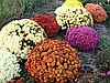 Цветы многолетние и однолетние, кустарники и деревья