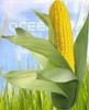 Семена кукурузы. Продажа семян кукурузы Киев, Украина